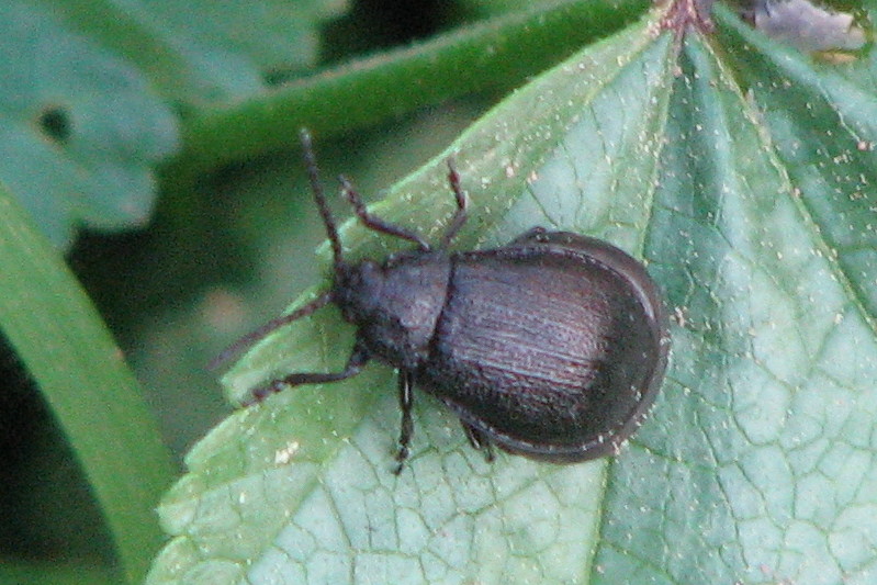 Galeruca pomonae (Chrysomelidae)